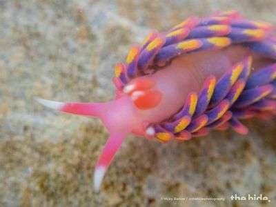 An 'extremely rare' rainbow sea slug was spotted along the coast of England