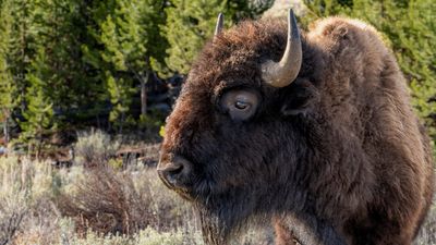 Video shows giant bison reducing Yellowstone boardwalk to splinters