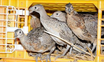 RSPB calls for suspension of game-bird releases over avian flu fears
