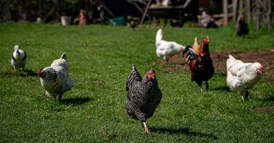 Concern as Avian flu detected in wild birds near Nottinghamshire river