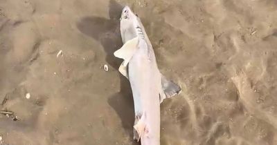 Dog walker's disbelief as 'dozens of sharks' wash up on beach