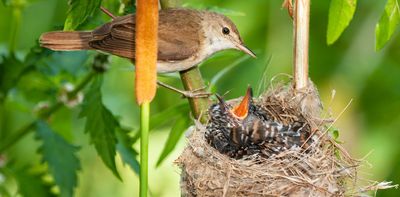 From bird poo frogs to alligator snapping turtles – here are nature's masters of deception