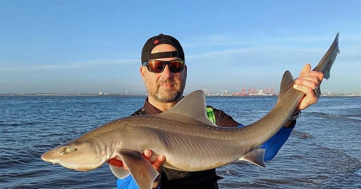 Angling: All about the smoothhound