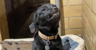 Sweet pup smiles at everyone who visits shelter in the hope someone adopts him