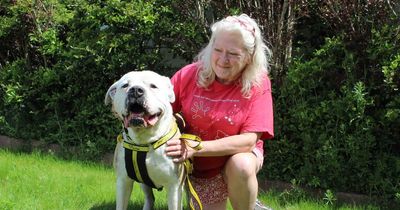 Dogs Trust facing 'crisis' in North East as urgent appeal launched for foster carers