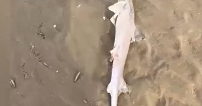 'Dozens' of dead sharks found by dog walker washed up on beach sparking fishing fears