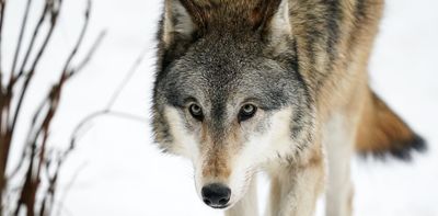 When wolves move in, they push smaller carnivores closer to human development – with deadly consequences