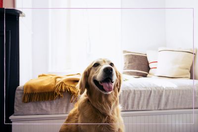 The warning sign your dog is in serious pain revealed by vets