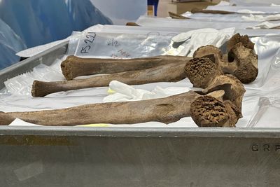 Mastodon bones unearthed by Michigan work crew go on display in museum