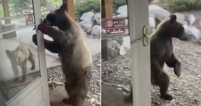 Curious bear lets itself inside house by standing up and using PAW to swing open door