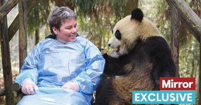 Goodbye Sweetie and Sunshine as Edinburgh Zoo pandas move back to China after 12 years