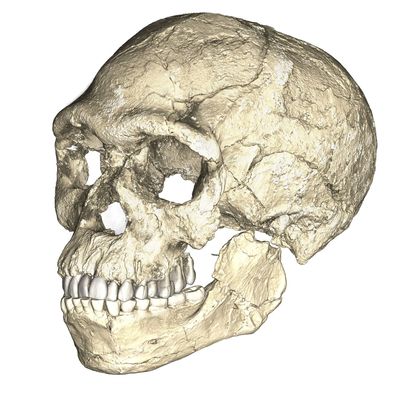 Genome data sheds light on how Homo sapiens arose in Africa
