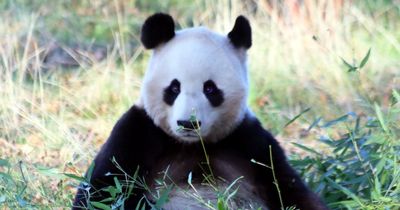 Edinburgh Zoo pandas Tian Tian and Yang Guang to return to China after 12 years
