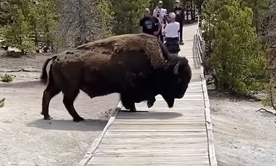 Yellowstone bison too heavy for boardwalk; of course it’s a scene