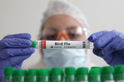 Brazil investigates suspected bird flu case in human