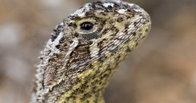 How artificial spider holes are helping save an endangered reptile from extinction