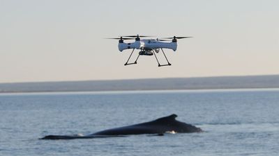 Whale migration along WA coast prompts reminder for drone users