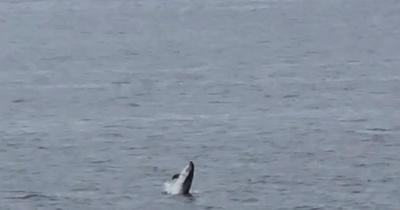 Dolphins spotted leaping out of Greenock water in special show for onlookers