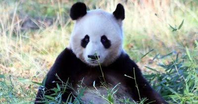 Edinburgh Zoo set to bid farewell to pandas as they return to China