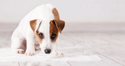 'My relative is missing a family wedding over my firm dog rule - I feel so guilty'