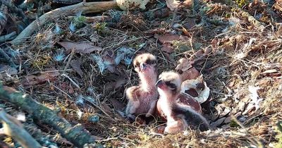 Perthshire osprey pair successfully hatch first two eggs