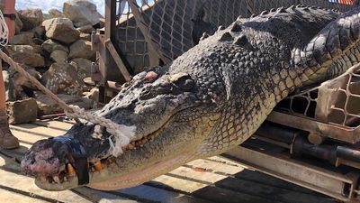 Crocodile that ate dog shot by rangers in Cape York, angering animal advocates