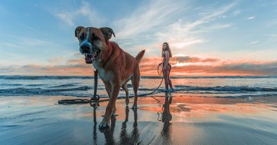 Seven things dog owners need to do if they're heading to the beach