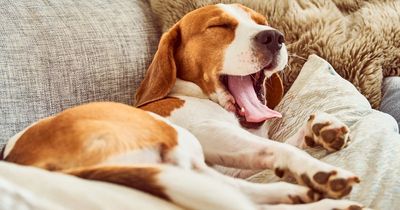 What your dog's sleeping position reveals about their personality