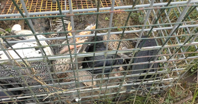 Sick Scots farmer poisoned multiple birds of prey to 'protect' own flock
