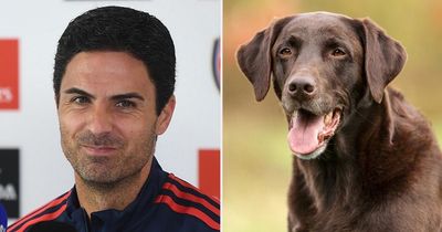 Mikel Arteta brought in Arsenal dog in attempt to boost title chances during run-in
