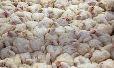 I’ve campaigned for decades against the horrific lives factory-farmed chickens lead – but now there’s hope