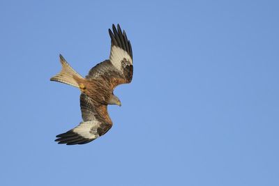 Man sentenced for poisoning birds of prey