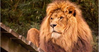 Sadness at death of African lion at Noah's Ark Zoo Farm