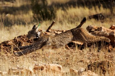 Captive breeding helps endangered Iberian lynx population hit record