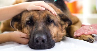 Dog owner's plea as 'lethally' toxic food nearly kills her beloved pooch