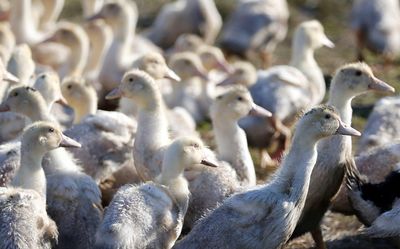 LDC fears bird flu may spread through France again