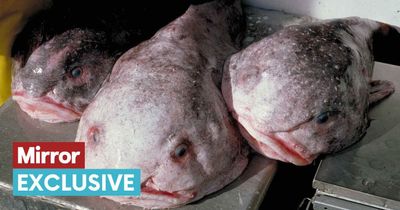 Expert urges people to be kind to 'ugly' animals like blobfish - not just 'celeb' pandas