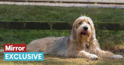 'Concerned' dog expert lists once-popular breeds at risk of extinction in the UK