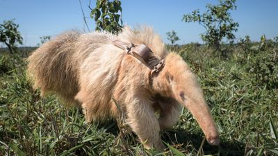 World's only known albino giant anteater appears to be thriving in the wild, photos show