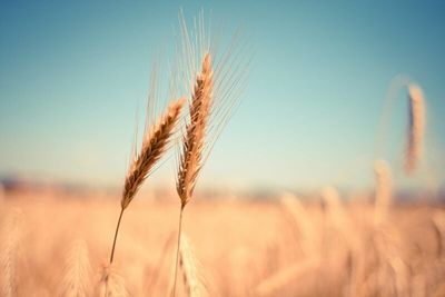 The Three Big Questions in the Wheat Sector