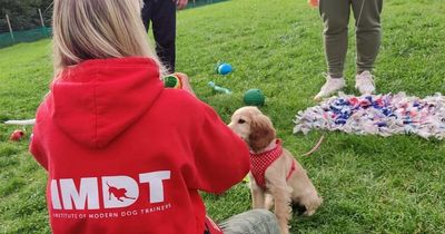 NI dog trainers boycott awards event in concerns over 'animal welfare messaging'