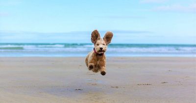 Co Down vet's high flying dog Winnie helps him win photography award