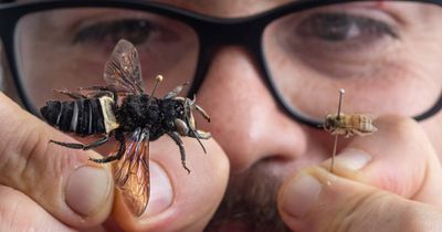 CSIRO welcomes the biggest bee in the world