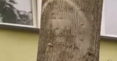Jesus Christ appears on tree - but some say he looks more like a Eurovision winner