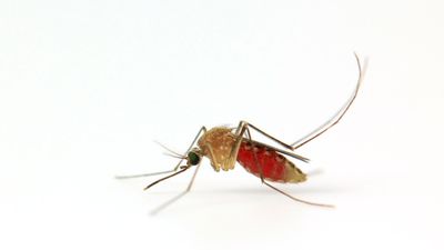 Experts share how to get rid of mosquitoes in the kitchen