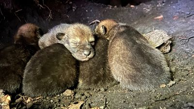 Birth of wild red wolf pups brings hope to species on brink of extinction