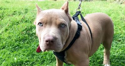 'It's shameful that innocent lives are lost because nobody wants to take responsibility'