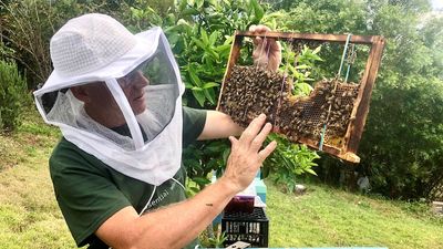 Why buying pure Australian honey is important in supporting bees' valuable pollination