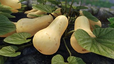 Skyrim modder squashes boring vegetation with cornucopia of alarmingly realistic, 3D-scanned gourds