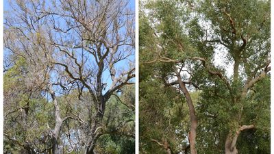 Some trees in Kings Park have been in decline for years. Now scientists know why and how to fix it